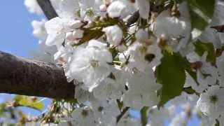 Bienen und Hummeln bestäuben die Obstbäume von WINO Biolandbau [upl. by Osi250]