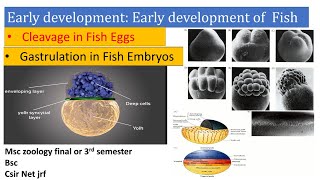 Early development in fish Cleavage gastrulation germ layer Early development of vertebrates Fish [upl. by Figone]