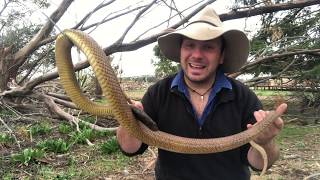 Meet Slug the Inland Taipan [upl. by Ayatal551]