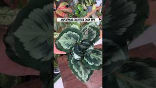 IMPORTANT CALATHEA CARE TIPS  all about CALATHEA  don’t kill your calathea follow these steps [upl. by Fabrienne]