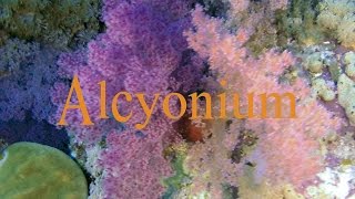 Alcyonium [upl. by Maidy]