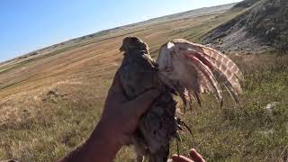 Montana 2024 Part 1 Day 1 Limit of Huns Limit of Sharptail Limit of Doves Unbelievable [upl. by Neeneg]