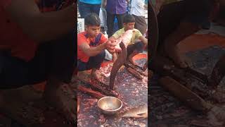 Big brikat fishcutting fish fishingvideo fishcutting fishpreparation bigfish [upl. by Nancie]