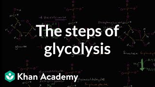 Steps of glycolysis  Cellular respiration  Biology  Khan Academy [upl. by Wilmette]