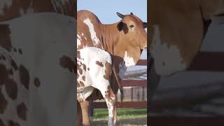 Lenor red petado Brazilian cattle farming short shorts cattlefarm farmanimal youtube [upl. by Bennir365]