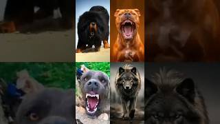 👑Tibetan mastiff vs pitbull vs kangal vs wolf dog 😱 dog doglover shorts [upl. by Darnall]