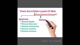 Skin Layers skin layers easytolearn epidermis [upl. by Ydok]