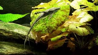 Royal Farlowella In My Planted Gourami Tank [upl. by Whalen]