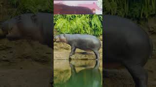 Hippo sounds [upl. by Leasim911]