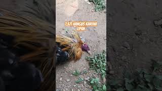 75 jt hangus ksengat lipan ayam peternakanayammodern rooster mantrianom [upl. by Neeuq]