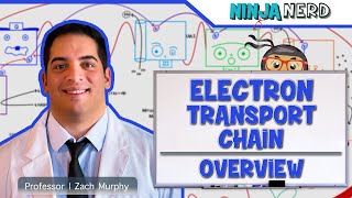 Metabolism  Electron Transport Chain Overview [upl. by Anallese]