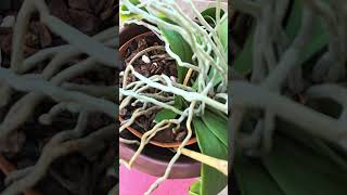 Basal Keikis on 3 Phalaenopsis Orchids phalaenopsis orchid plants [upl. by Ayatnohs]