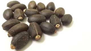 Jatropha Seeds India Jatropha curcas [upl. by Siuqramed441]