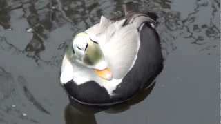 spectacled eiders [upl. by Attenej]