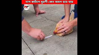 মুরগীর সামনে দাগ টানলে কি হয় how to chickens hypnotized by a line shorts facts [upl. by Doughman945]