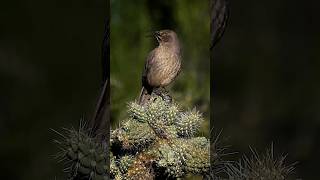 Song of the CurveBilled Thrasher [upl. by Pennie789]