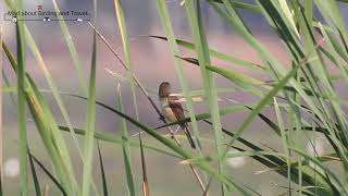 Clamorous Reed Warbler Singing [upl. by Marrin720]