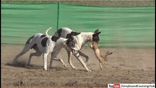 Greyhound chases real rabbit [upl. by Ihcelek]