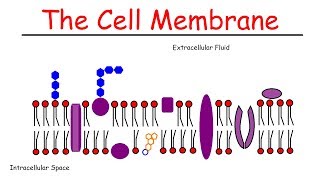 The Cell Membrane [upl. by Eirotal]