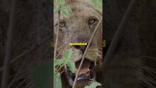 The Purrfect Pet A Guide to Pantheras Big Cats Part 1 Pantheras shortsviral cats [upl. by Nonnelg]