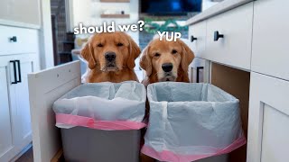 When Your Dog Gets into the Trash [upl. by Karalee484]