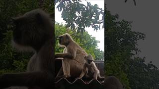 monkey video  monkey  bandar bandar monkey monkeyvideo shorts [upl. by Tedra242]