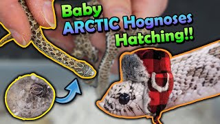 Baby Arctic Hognoses Hatching [upl. by Nowtna25]