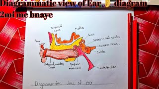 Most important Biology digramDiagrammatic view of ear 👂 very easy way step by step [upl. by Morgun]