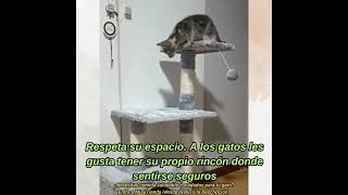 Un Pequeño Gatito jugando en su Casita [upl. by Ilat]