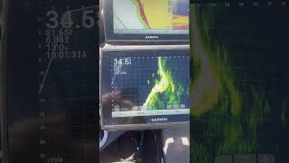 Bass fishing on bluff walls with livescope [upl. by Atarman]