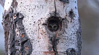 Northern Sawwhet Owl [upl. by Auehsoj]