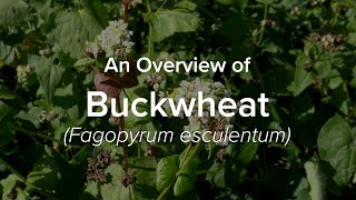 An Overview of Buckwheat  Understudied Indigenous Crops [upl. by Acimak]