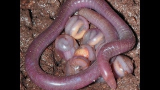 Worms  Earth Documentary Earth Worms Sea Worms All Worms Earth Documentaries [upl. by Cherie]