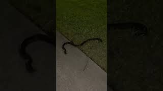 Largest Snake I have seen out here 🐍 shorts Florida nature [upl. by Galen]