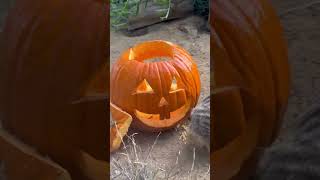 San Francisco Zoo meerkats play among Halloween decorations [upl. by Eirollam735]