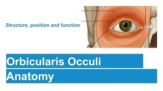 Orbicularis Occuli [upl. by Shaine]