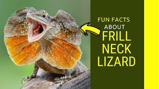 Frill Neck Lizard for kids Do you know frill neck lizard running on water [upl. by Scrope]