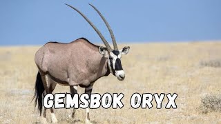 Discover the Majestic Gemsbok Oryx animals facts oryx [upl. by Thayer]