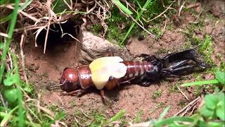 Cricket molting Grillon qui mue   Gryllus campestris [upl. by Aronow]