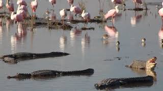 Several gators at Teal pond at Brazoria Wildlife Refuge pt 3 [upl. by Llenaj]