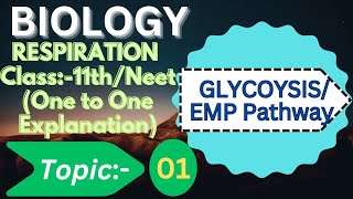 class 11 Glycolysis l glycolysis easy explanation [upl. by Oemac]