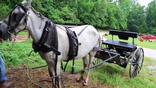 Homesteading Harnessing a Buggy Horse and Driving a Buggy [upl. by Ambrogino]