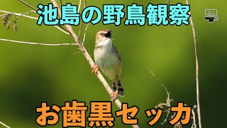 池島の野鳥観察・お歯黒セッカ！ [upl. by Schild515]