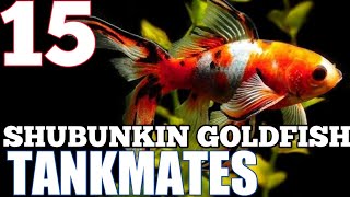 Shubunkin goldfish Tankmates  Tankmates for Shubunkin goldfish [upl. by Algie]