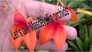 Masdevallia Orchid Care 36 Tips amp More [upl. by Cesya]