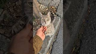 Super cute gray stray cat [upl. by Gwendolin352]