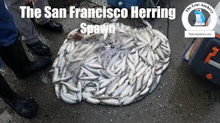 San Francisco Herring Spawn [upl. by Zechariah]