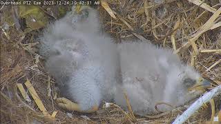 Captiva Eagle Cam 24122023 1023 [upl. by Ahselrac830]