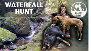 WILD HOG HUNT WITH DOGS It dragged them over the waterfall [upl. by Dajma824]