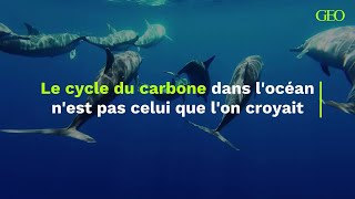 Le cycle du carbone dans locéan nest pas celui que lon croyait [upl. by Nelac880]